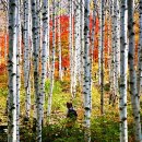 자작나무 이미지