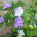 양재시장 이미지