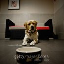 남서울동물병원 이미지