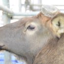 사슴자연방목장 이미지