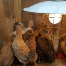 부여청계농장 이미지