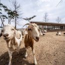 천년목장 이미지