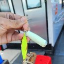 서해쭈꾸미 이미지