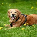 강아지 테마파크 이미지