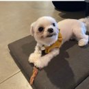 몽몽솔솔 이미지