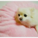 르덴