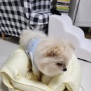 댕글하우스 이미지