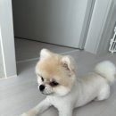 펫그리다 이미지