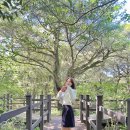 비자림빌리지 이미지