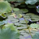 경상감영공원 이미지