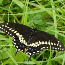 (주)신진교통 | 아침 햇빛 10 분, 신진대사 재설정된 30 일의 변화