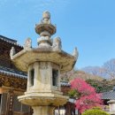 섬진강 매화 나루 이미지