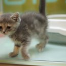 성지동물병원 이미지