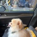 등교하개 이미지