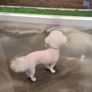 제이앤제이애견 이미지