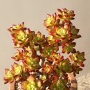 숲속의요정 이미지