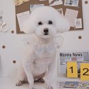 알콩달콩 애견미용실 이미지