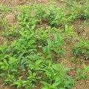 개나리목장 이미지