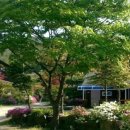 하늘아래 첫동네 꿩밭 이미지