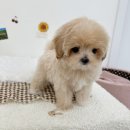 요기독 강아지분양 고양이분양 수원본점 이미지