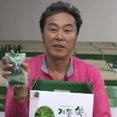 강화도초지개똥쑥