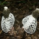 하얀버섯 이미지