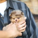 퍼피커뮤니케이션 이미지