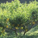 두봉농장 이미지