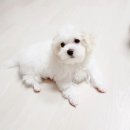 아이러브펫 동물병원 작전점 이미지