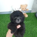 모델독켄넬 | 원주강아지분양 귀요미들 실버푸들 마르티스 토이푸들 애견분양