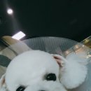 김쌤애견 이미지