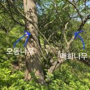 오동나무와 매화나무 이미지