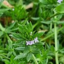 정생목장 이미지