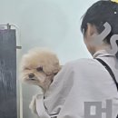 멍티스트 네이버블로그