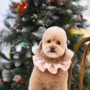 콜라네 펫살롱 이미지