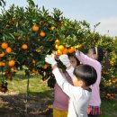 효돈동-6 이미지