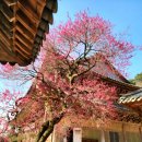 들에핀 매화 이미지