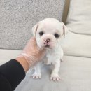 보성광고 | 🐶 보성에서 만난 특별한 가족, 파티포메라니안 분양 솔직 후기!