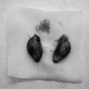 태전동물병원 이미지