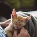 냥이사랑 이미지