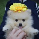 느낌있개 이미지