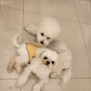 일산애견호텔 강아지 유치원 미용 맘바이 일산점 이미지