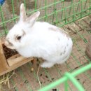 흥마농장 이미지