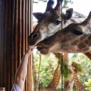 기린식당 이미지