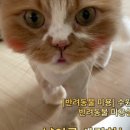 냥이를 사랑하는 멍멍이 이미지