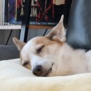 디스동물병원 이미지