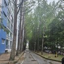 명품가로숲길 | [임장후기] 강남구 임장(feat. 골드천사)