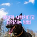 강아지 사랑 이미지