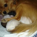 치와와 둥지 이미지