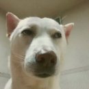 룰루랄라 이미지